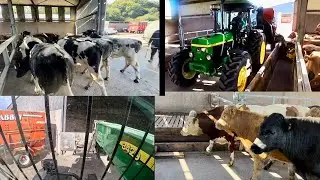 CATTLE ARE IN - WINTER FEEDING BEGINS