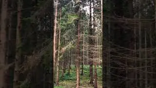 Vögel zwitschern im Wald