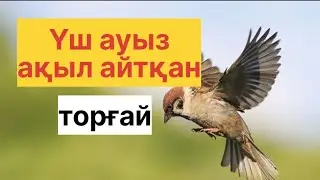 АҚЫЛДЫ ТОРҒАЙ / ТОРҒАЙДАН АҚЫЛ ЕСТІГЕН ҚАРТ