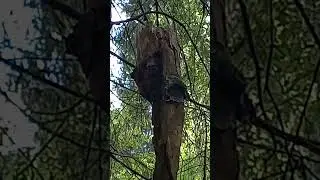 Brown-eyed, grey-eared, wild Pallas,s cat on top of a rotten tree over a black-eyed chirping monkey.