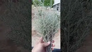 Моя любимая Полынь.🍀