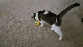 Rose loves her toy catnip banana