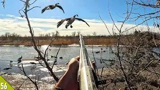 WIND Got the GEESE In! (Limited Out) | Late Season Goose Hunt