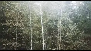 Охота за кедровой шишкой квадракоптером😅