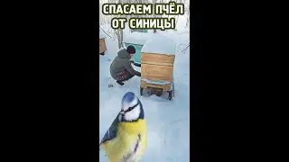 ЗАЩИЩАЕМ ПЧЁЛ ОТ СИНИЦ ЗИМОЙ!