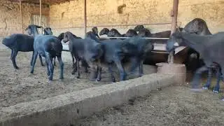 Мұрат бауырымыздың жемде тұрған кәрі қойлары