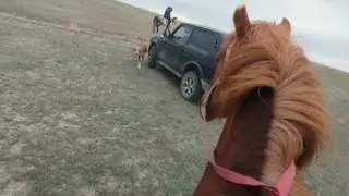 Еркек жабағыларды таптық. Ауылдан алыстап кеткен/ Наконец-то нашли потерявших жеребчиков