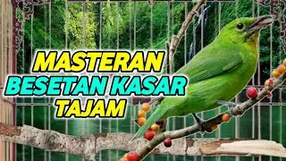 MASTERAN CUCAK IJO UNTUK MENAIKAN EMOSI  terbukti ampuh masteran cucak ijo full isian besetan
