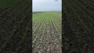 Покривні культури з підсівом соняшнику, кукурудзи і ячменю.