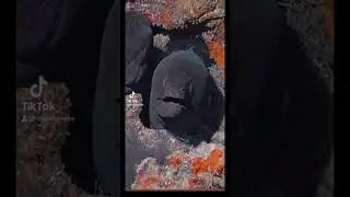 Экзотика рыбы