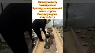 огурцы завалят урожаем
