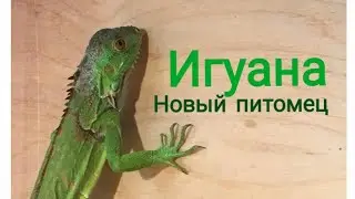 Новый питомец! Зелёная Игуана 🦎 (нарезка)