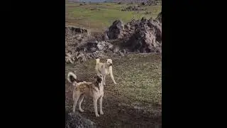 🐕 köpek 🌹 🌹🌹🌹🌹🌹