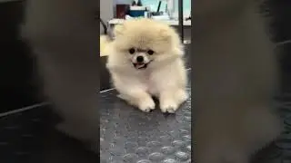Первый груминг для шпица Мишки
