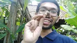 Jamur Grigit - Panen Besar Pemirsah!!!