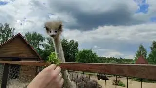 Парк птиц!