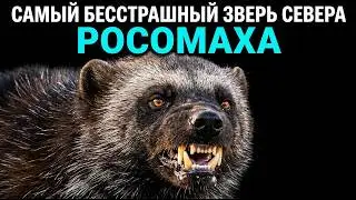 The Wolverine: The Planet's Most Fearless Predator. Here's Why