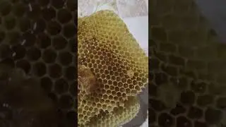 Мёд с черноклёна