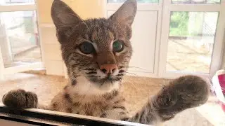 BOBCAT LUNA IS SHOCKED BY THE NEW PETS