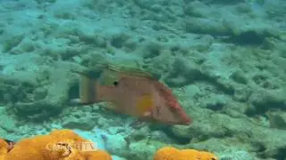 ConchTV Florida Keys and Key West - Sunny Days Catamarans Cruzan Cat