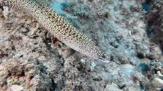 Stout Moray Eel swims at scuba diver #eel #scubadiving #hawaii