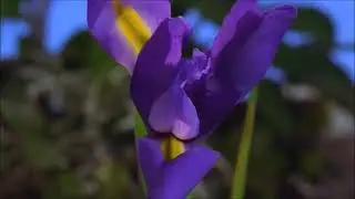 дарите женщинам цветы