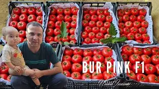 СУКОК КИШЛОГИДА ЭНГ СИФАТЛИ ПОМИДОР ЕТИШТИРУВЧИ ДЕХКОН.