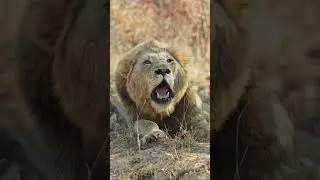 Flaring tensions in the Nkuhlu coalition 🦁 #safari #lions