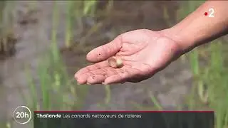 Fait insolite - Support audio 3°AM - Séquence 3