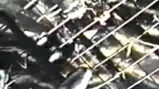 PIG - The Fountain of Miracles