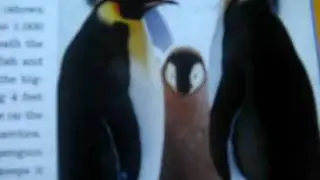 Penguins!