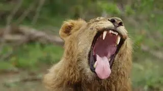 4K African Wildlife   African Nature Showreel 2017 by Robert Hofmeyr