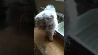 Кисуни в стационаре