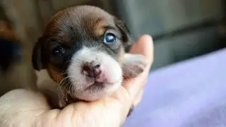 Are You Proud? [3 weeks of Pippin]