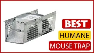 ✅ Best Humane Mouse Trap Reviews In 2023 🏆 5 Items Tested & Buying Guide