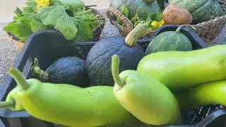 Harvest time again before winter | Organice Garden