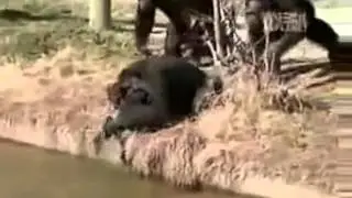 Маленький заподлист! funny monkeys