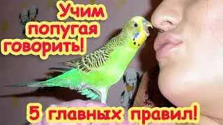 How to teach a parrot to speak! 5 main rules! English -Russian subtitles