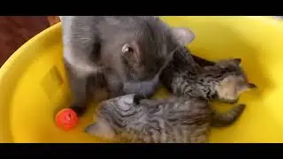 Котята играли в тазике. Это услышала бабушка Бонни и пришла к ним))
