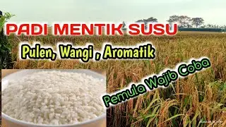 "PADI MENTIK WANGI SUSU " 90 Hst Panen #PulenWangi#PadiAromatik #padigalur #padiunggul