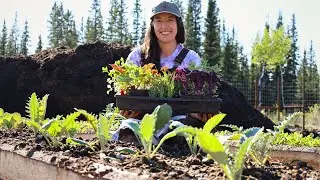 Planting our Vegetable Garden in Alaska | Potatoes, Cabbage & More