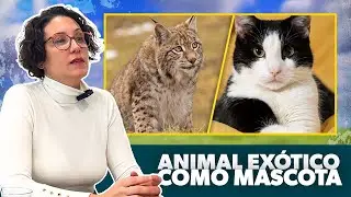 El PELIGRO de tener ANIMALES EXÓTICOS  - Paula Calvo