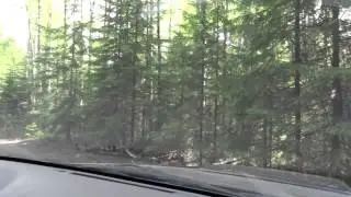 Где весной был добыт медведь