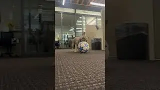 Back to your regularly scheduled Pickles content! #puppy #frenchie #officemascot #funnypuppyvideos