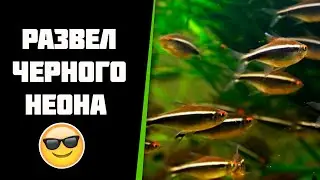Сам развелся черный неон. Не ожидал.