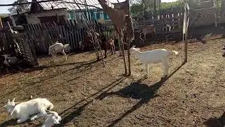 Mistaken opinion of beginning goat breeders