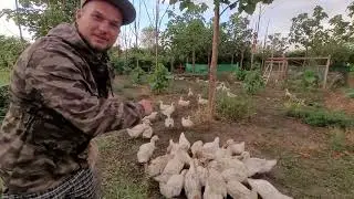 Реакция уток на улитку.
