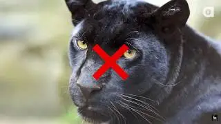 A Black Panther Conspiracy?