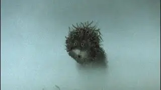 Ралли 