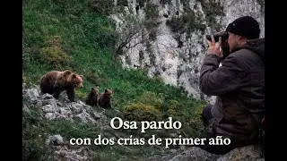 Brown bear with two first-year cubs🐻🥰
